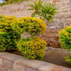 plants and a brick plant bed